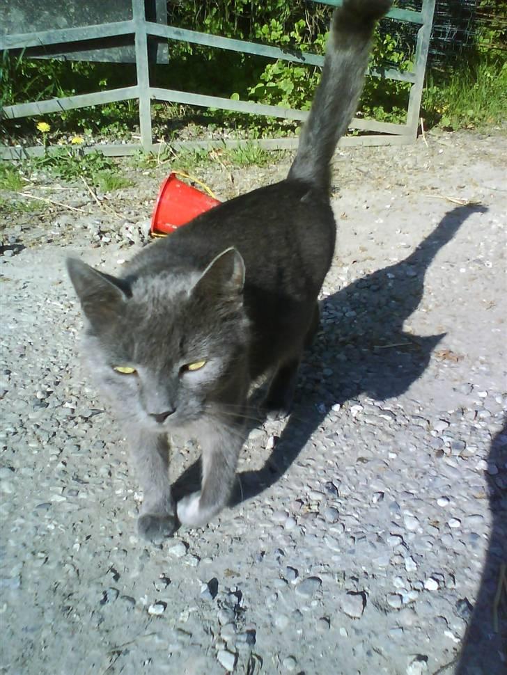 Blanding af racer garfield (killing) - duches (Død) billede 9