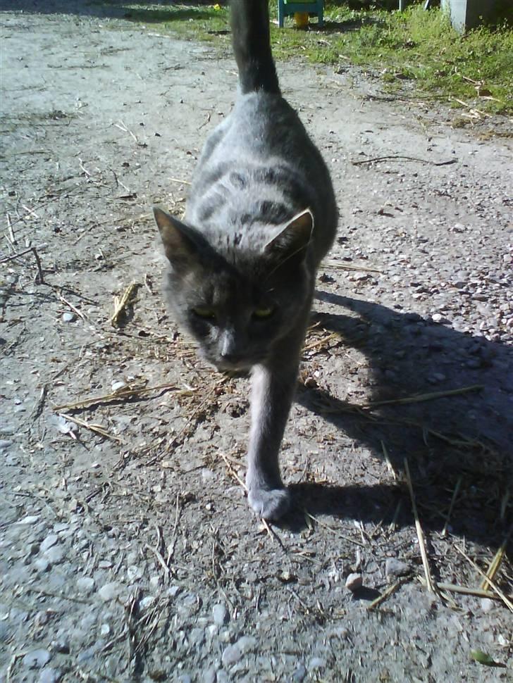 Blanding af racer garfield (killing) - Duches (død) billede 10