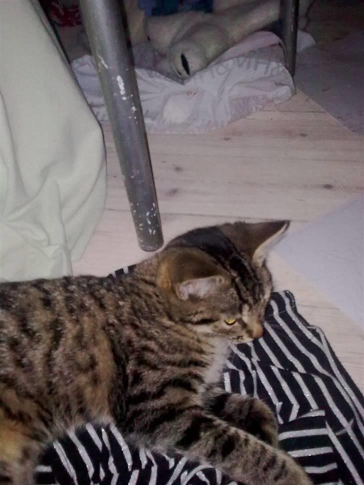 Blanding af racer garfield (killing) - ratta billede 11