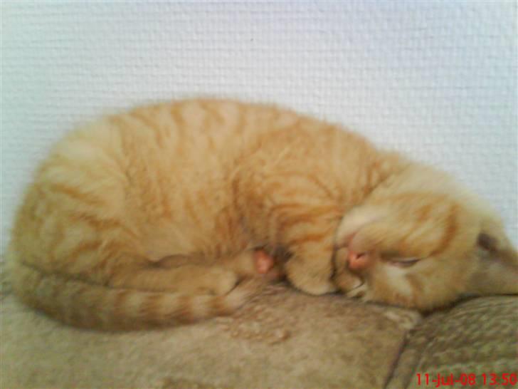 Huskat Oliver EFTERLYSES!!! billede 1