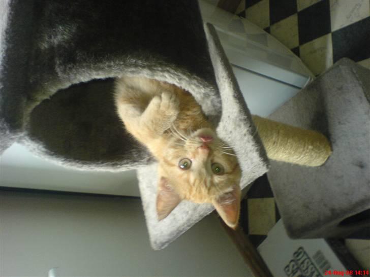 Huskat Oliver EFTERLYSES!!! billede 2