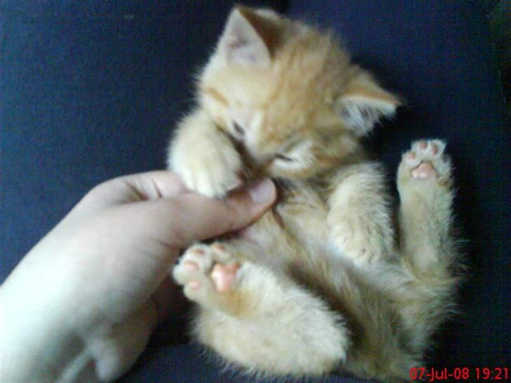 Huskat Oliver EFTERLYSES!!! billede 4