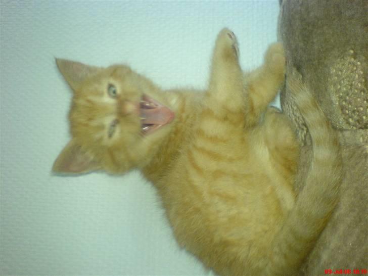 Huskat Oliver EFTERLYSES!!! billede 5