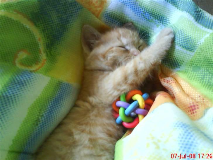 Huskat Oliver EFTERLYSES!!! billede 6