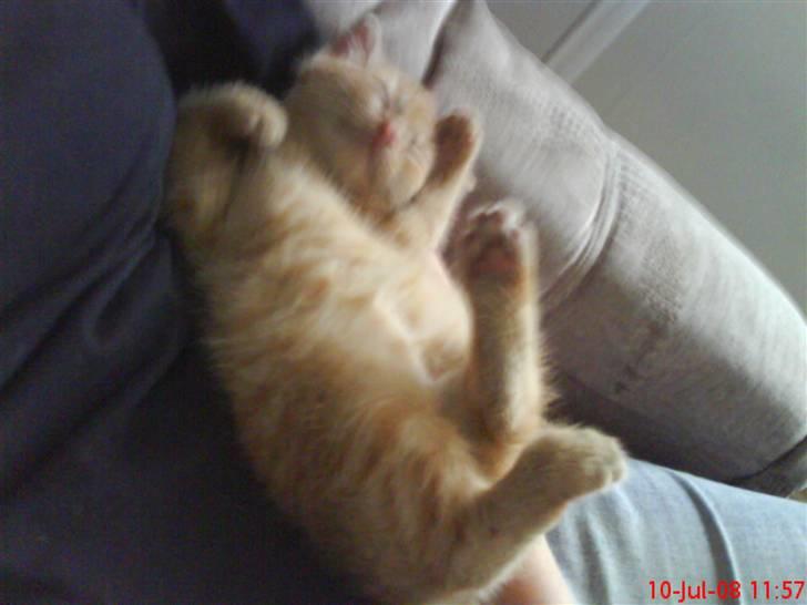 Huskat Oliver EFTERLYSES!!! billede 7