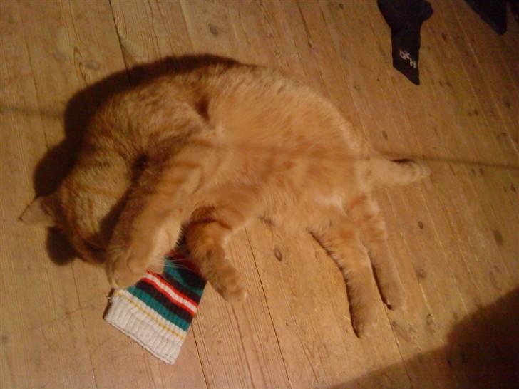 Huskat Oliver EFTERLYSES!!! billede 8