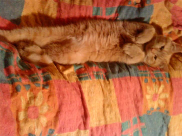 Huskat Oliver EFTERLYSES!!! billede 10