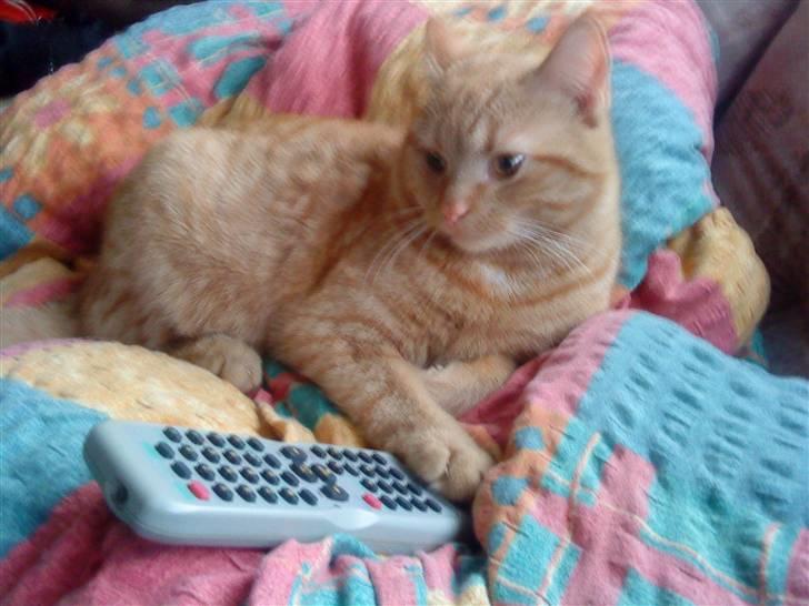 Huskat Oliver EFTERLYSES!!! billede 12