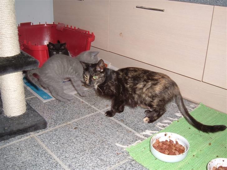 Blanding af racer Kitty - Kitty billede 2