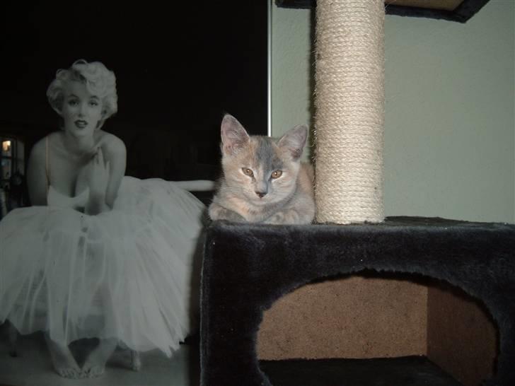 Blanding af racer Kitty - Amanda billede 3