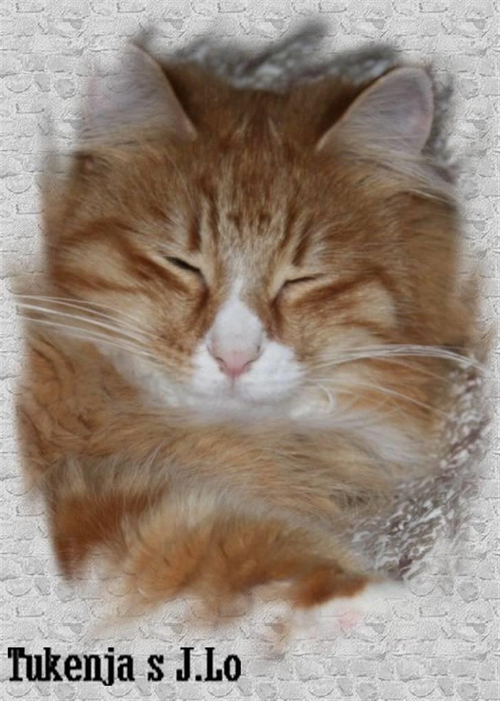 Norsk Skovkat Tukenja s J. Lo billede 1