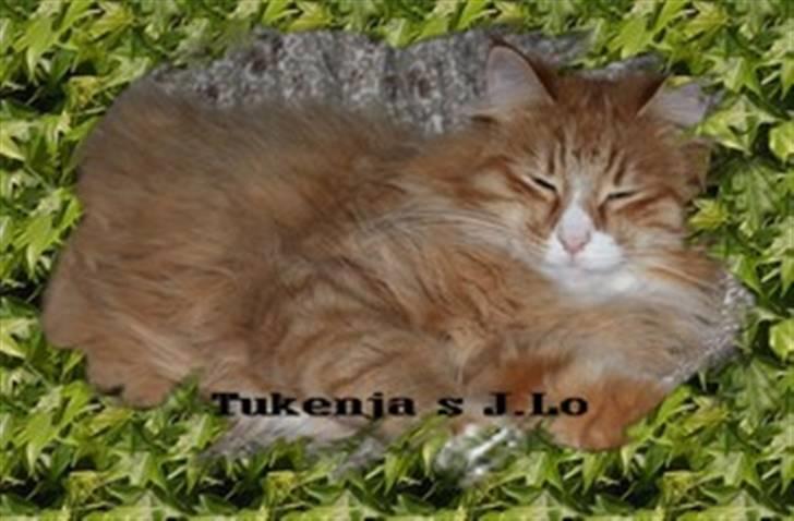 Norsk Skovkat Tukenja s J. Lo billede 2