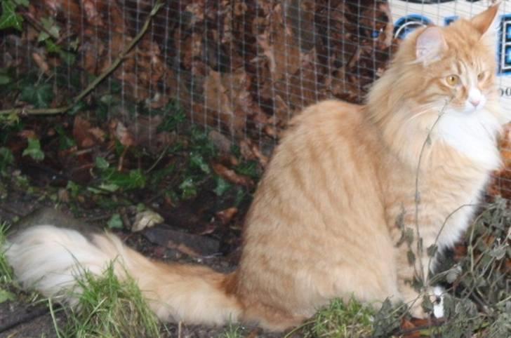 Norsk Skovkat Tukenja s J. Lo billede 3