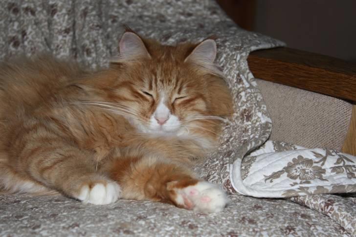 Norsk Skovkat Tukenja s J. Lo billede 4