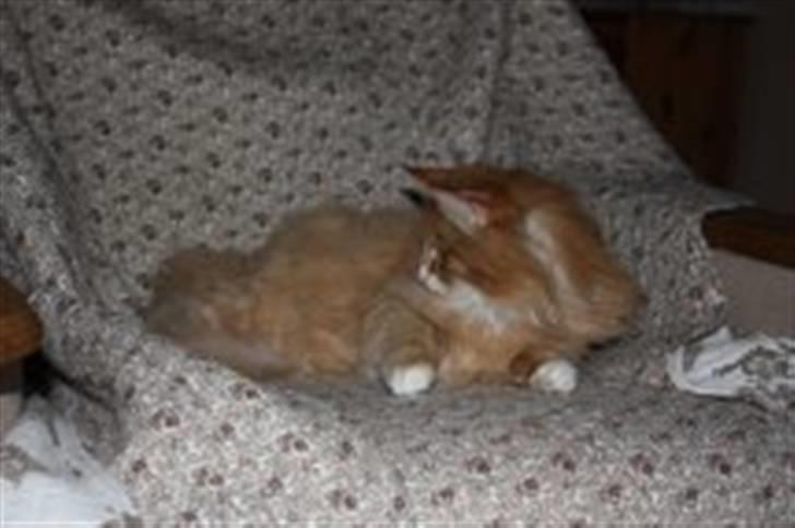 Norsk Skovkat Tukenja s J. Lo billede 5