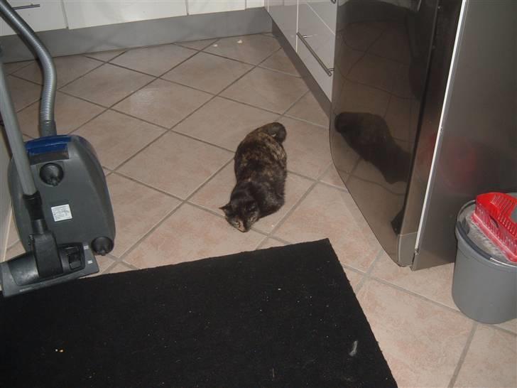 Blanding af racer Kitty billede 4