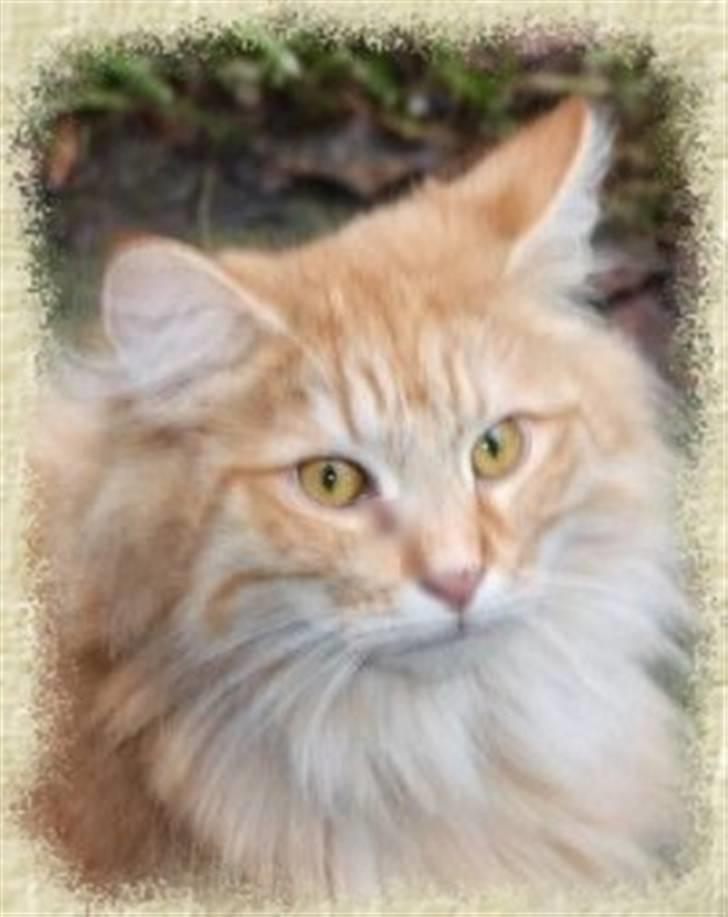 Norsk Skovkat Tukenja s Jannet jackson billede 1