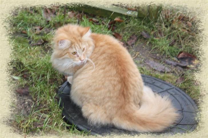 Norsk Skovkat Tukenja s Jannet jackson billede 2