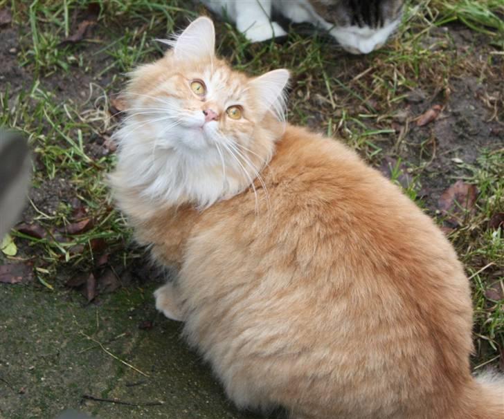 Norsk Skovkat Tukenja s Jannet jackson billede 3