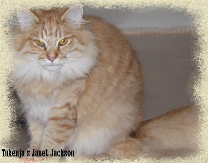 Norsk Skovkat Tukenja s Jannet jackson billede 4