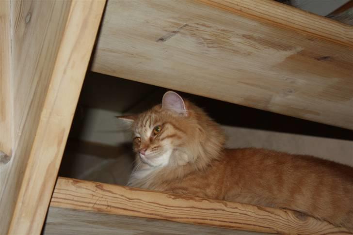 Norsk Skovkat Tukenja s Jannet jackson billede 5