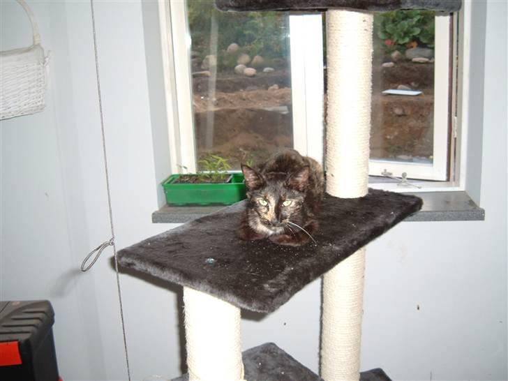 Blanding af racer Kitty billede 6