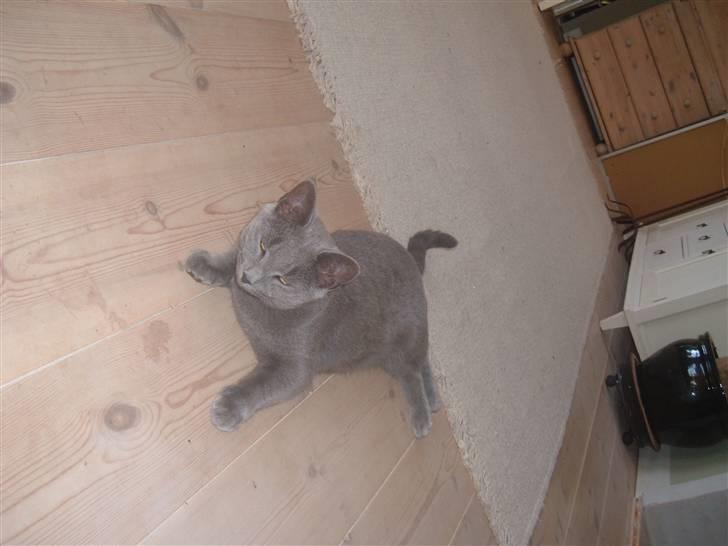 Blanding af racer Frida billede 1