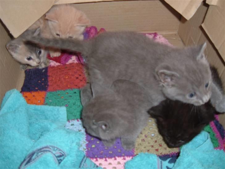 Blanding af racer Frida billede 2