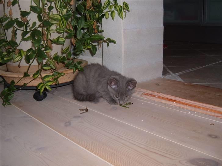 Blanding af racer Frida billede 3