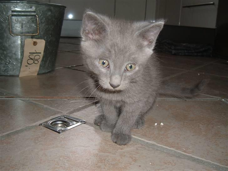 Blanding af racer Frida billede 4