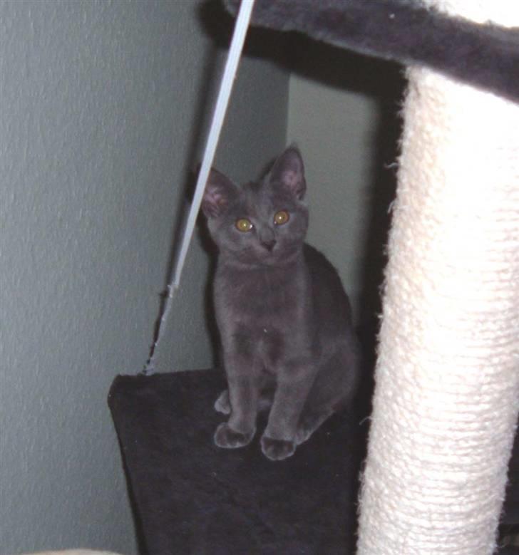 Blanding af racer Frida billede 5