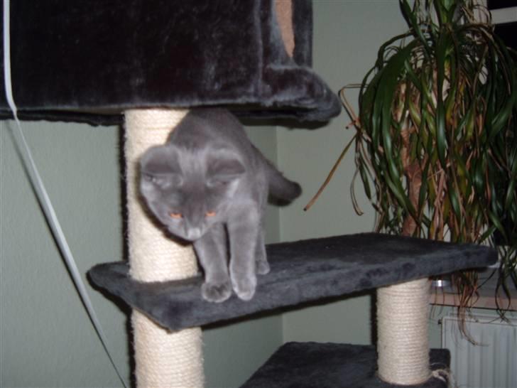 Blanding af racer Frida billede 6