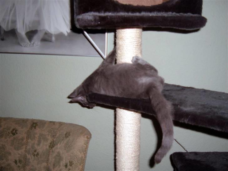 Blanding af racer Frida billede 7