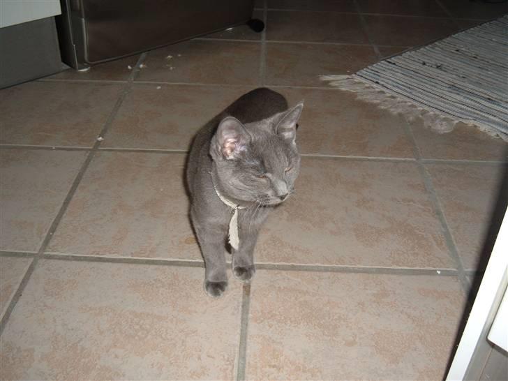 Blanding af racer Frida billede 8