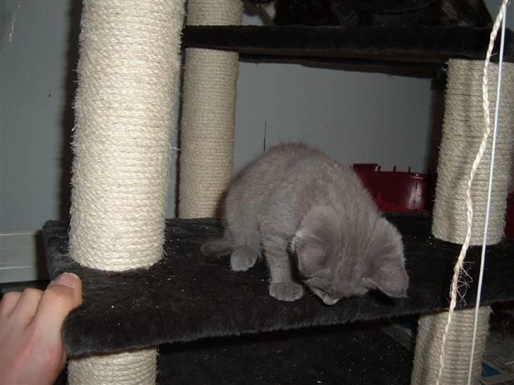 Blanding af racer Frida billede 9