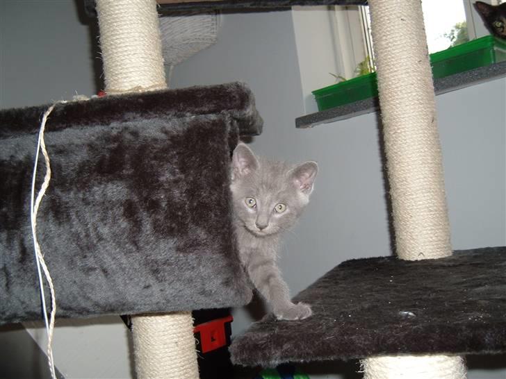 Blanding af racer Frida billede 10