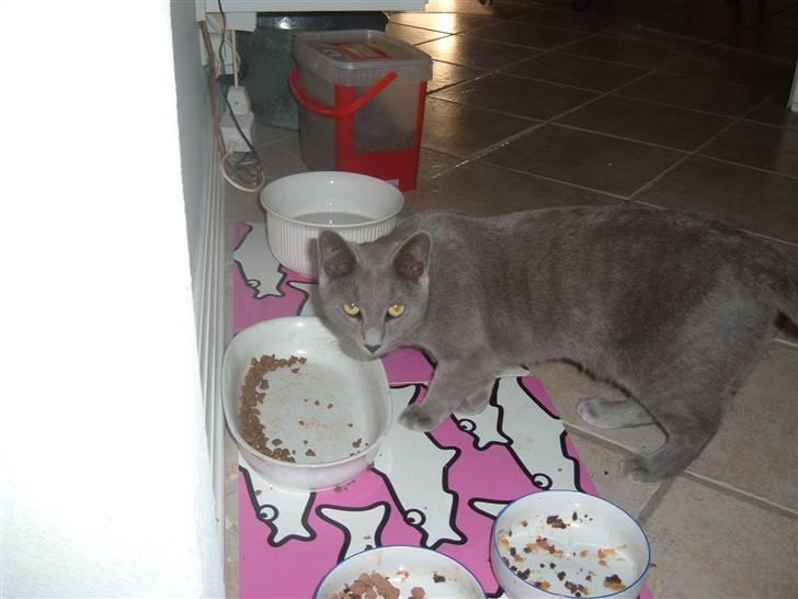 Blanding af racer Carla billede 1