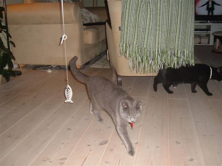 Blanding af racer Carla billede 2