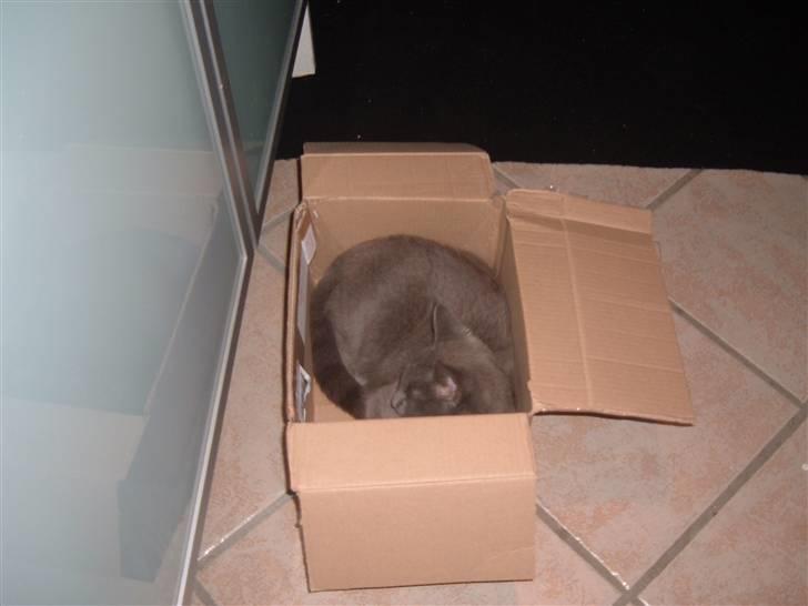 Blanding af racer Carla billede 3