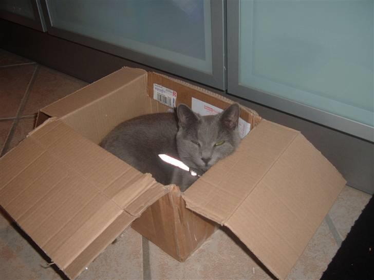 Blanding af racer Carla billede 4