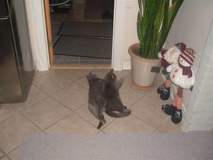 Blanding af racer Carla billede 5