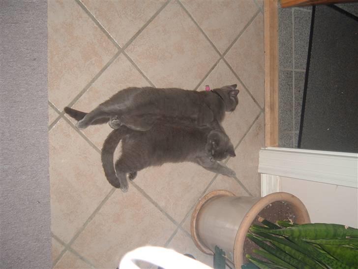 Blanding af racer Carla billede 6