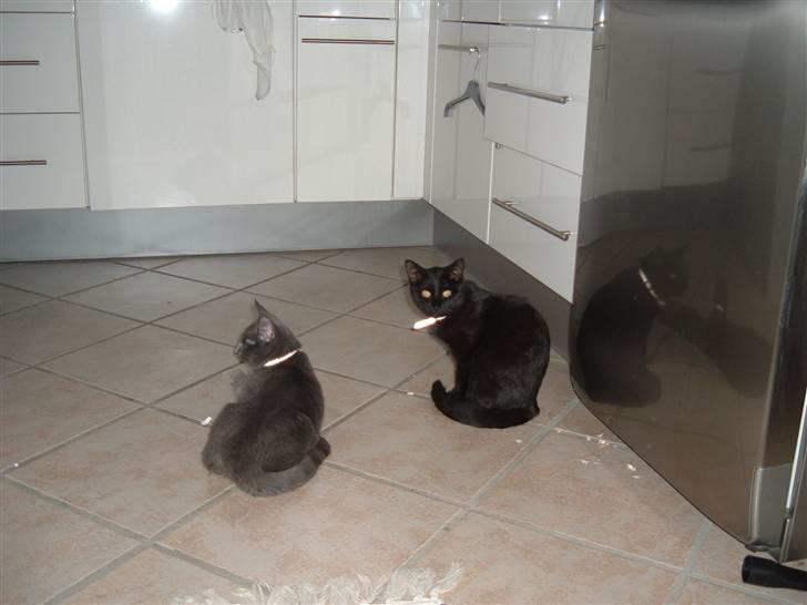 Blanding af racer Carla billede 8