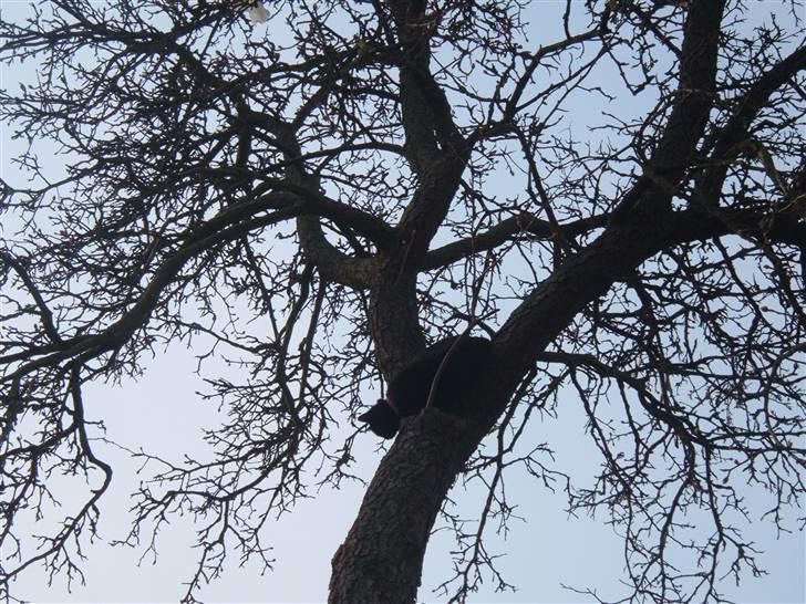 Blanding af racer Carla billede 9