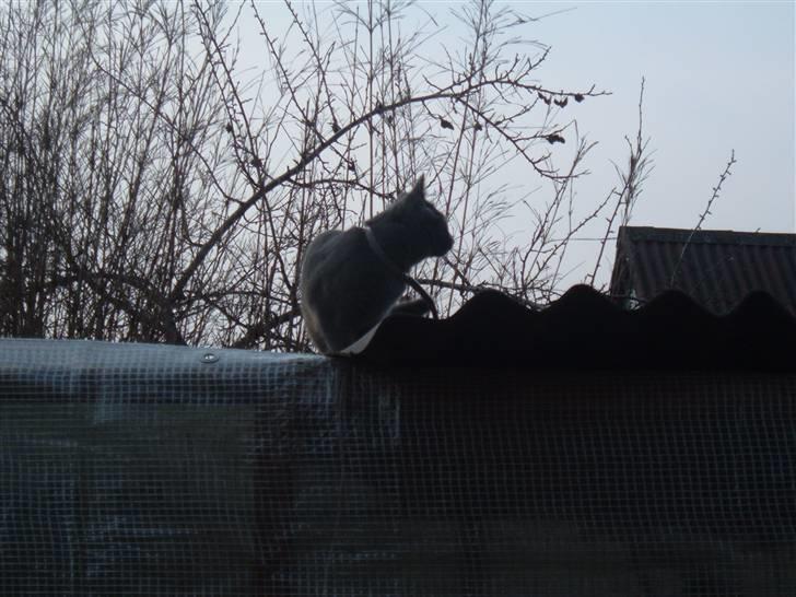 Blanding af racer Carla billede 10