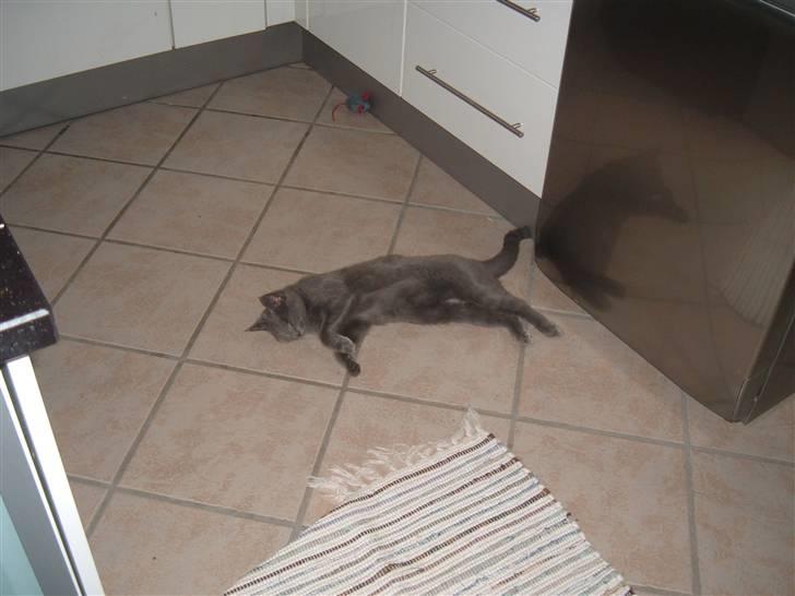 Blanding af racer Frida billede 11