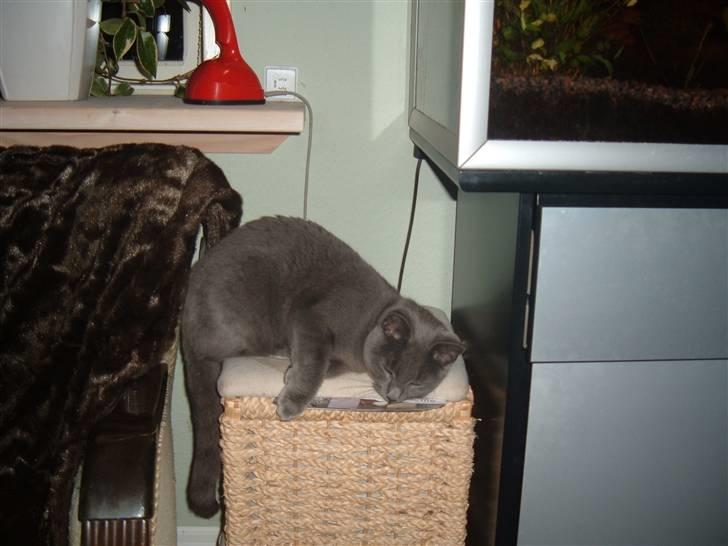 Blanding af racer Frida billede 12