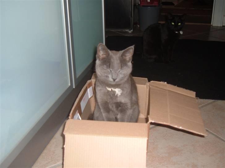 Blanding af racer Frida billede 13