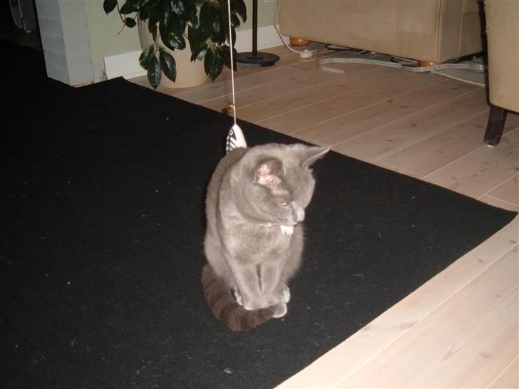 Blanding af racer Frida billede 14