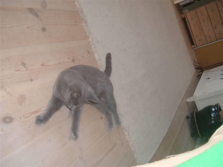 Blanding af racer Frida billede 16